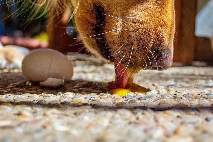 Dog licking raw egg