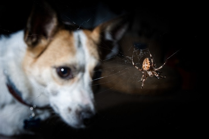 Spider Bites on Dogs: 7 Home Remedies