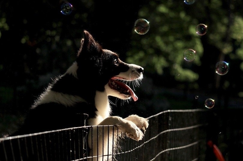 How to Make Dog-Safe Bubbles: 10 Simple Steps (Vet-Approved)