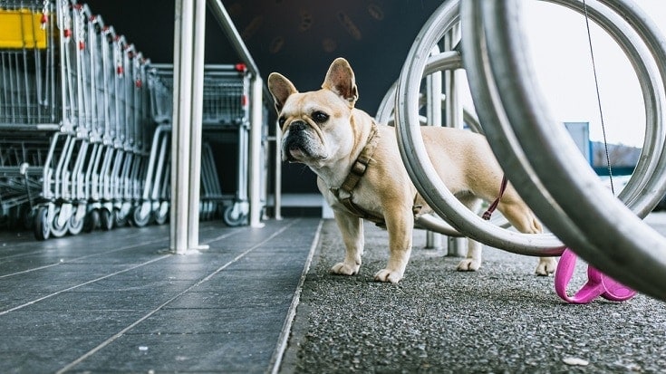 Does Home Depot Allow Dogs? (2026 Policy Update)