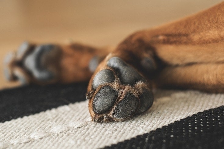 Why Are My Dog's Paws White? 10 Vet-Approved Reasons