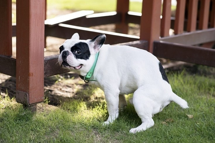 How to Get a Dog to Poop in One Spot (in 6 Simple Steps)