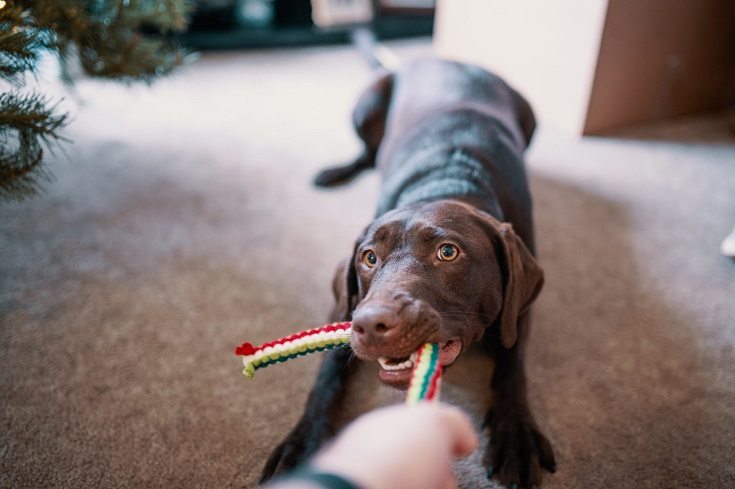 13 DIY Dog Toys To Make With Things Around Your House (With Pictures)