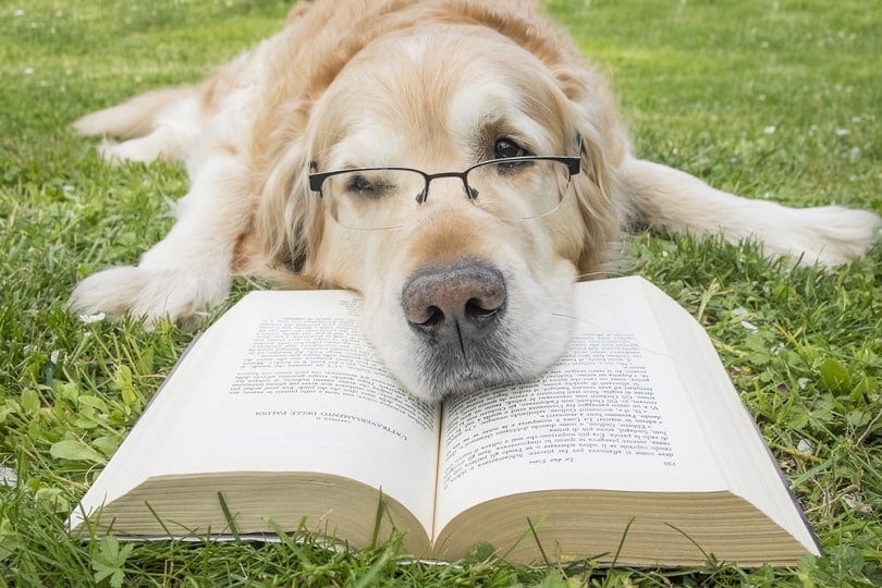 Are Dogs Colorblind? Vet-Approved Facts