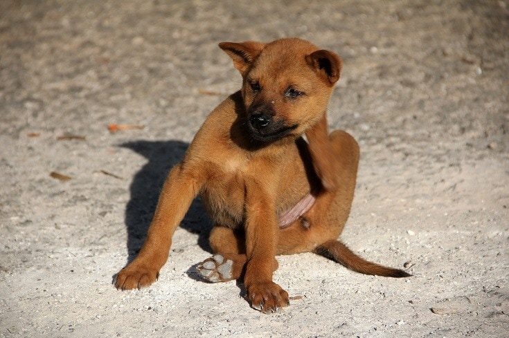 How to Get Rid of Dog Fleas: 4 Vet-Approved Steps