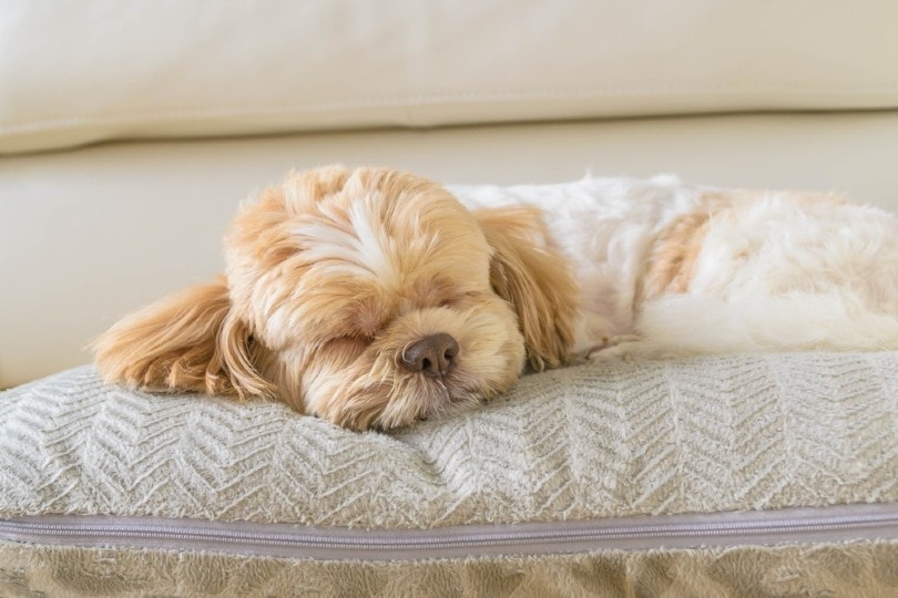 Why Does My Dog Sleep So Much? 10 Vet-Reviewed Reasons