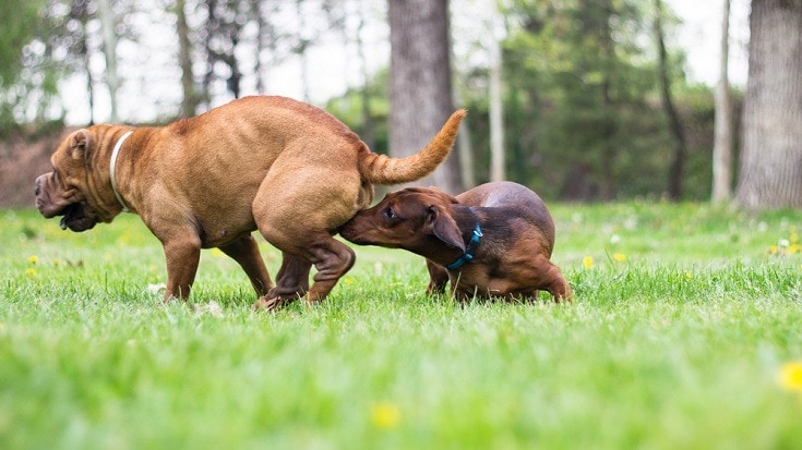 How Often Does a Dog Go into Heat? Vet Reviewed Facts & FAQ
