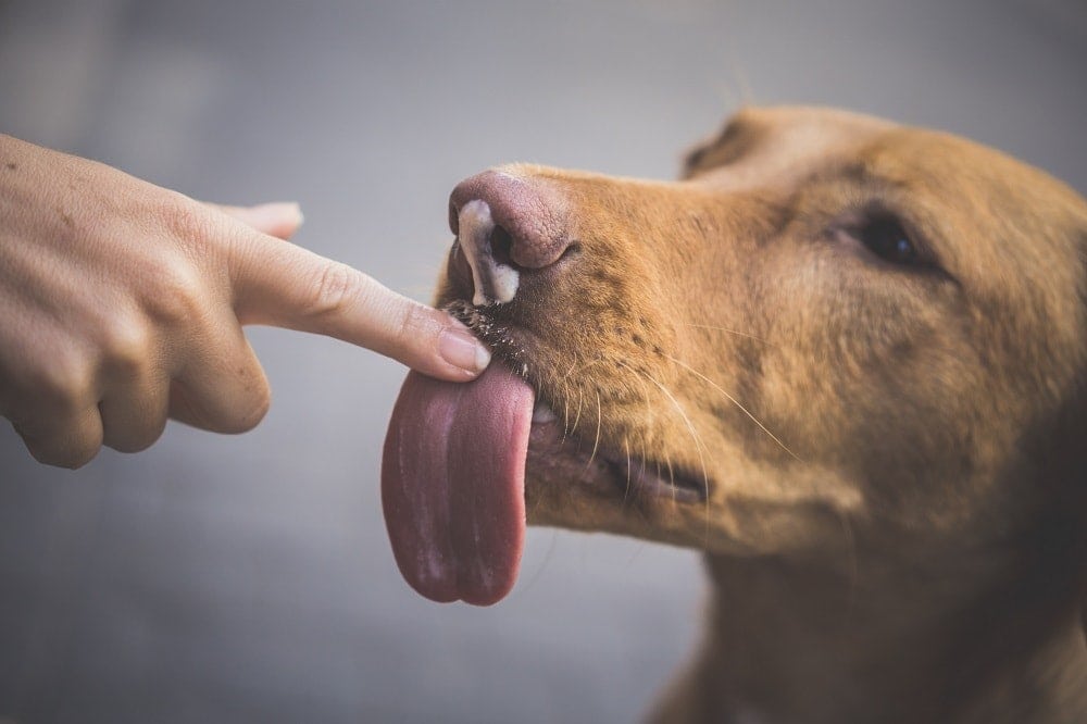 Why Is My Dog’s Tongue Hot? Vet-Approved Facts & When to Worry