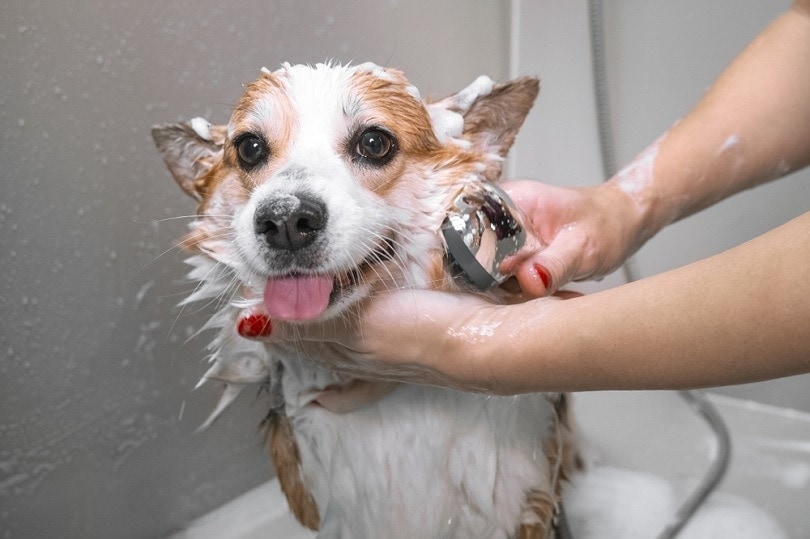 8 Best Dog Shower Heads in 2026 - Reviews & Top Picks