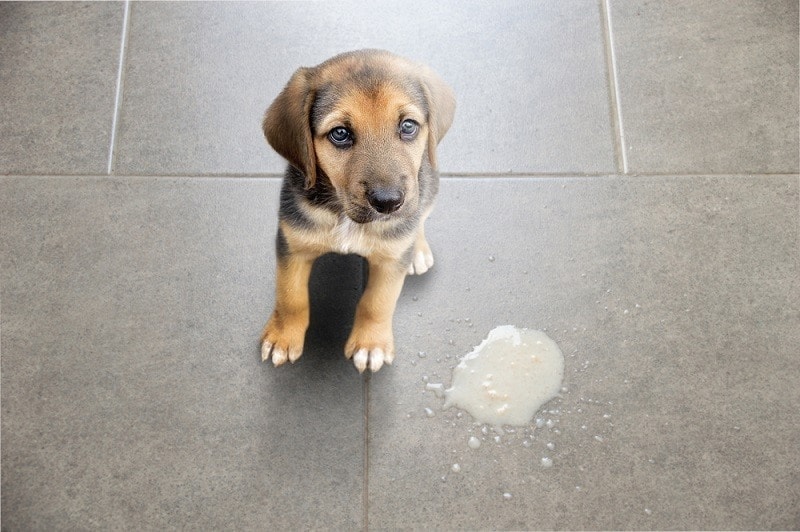 Why Does My Dog Throw Up in the Morning? 4 Vet-Reviewed Reasons & Solutions