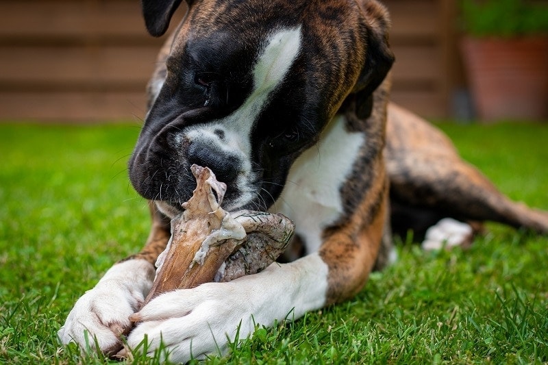 6 Good Sources of Calcium for Dogs - Easy & Tasty Ideas