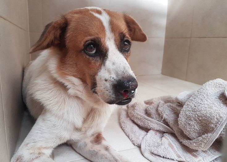 Dog Nose Bleeds: Types, Causes & What to Do (Vet Answer)