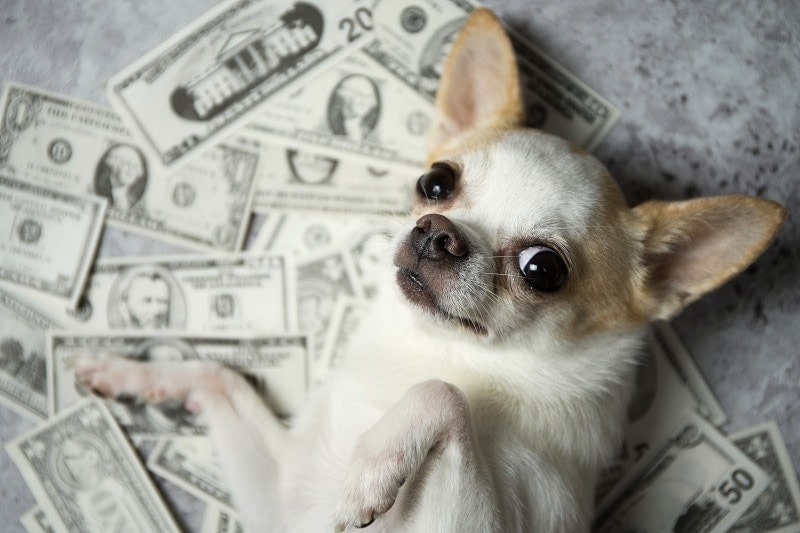 How Much Does Owning a Dog Cost? (Updated in 2026)