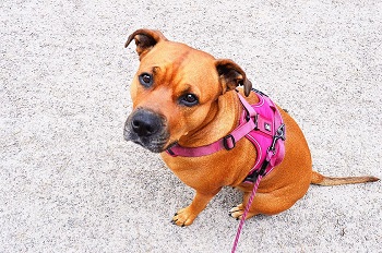 10 Best Dog Harnesses - 2026 Reviews & Top Picks