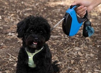 8 Best Dog Poop Bags in 2026 - Top Picks & Reviews
