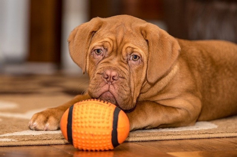 20 Dog Breeds With Shortest Lifespan (With Info & Pictures)