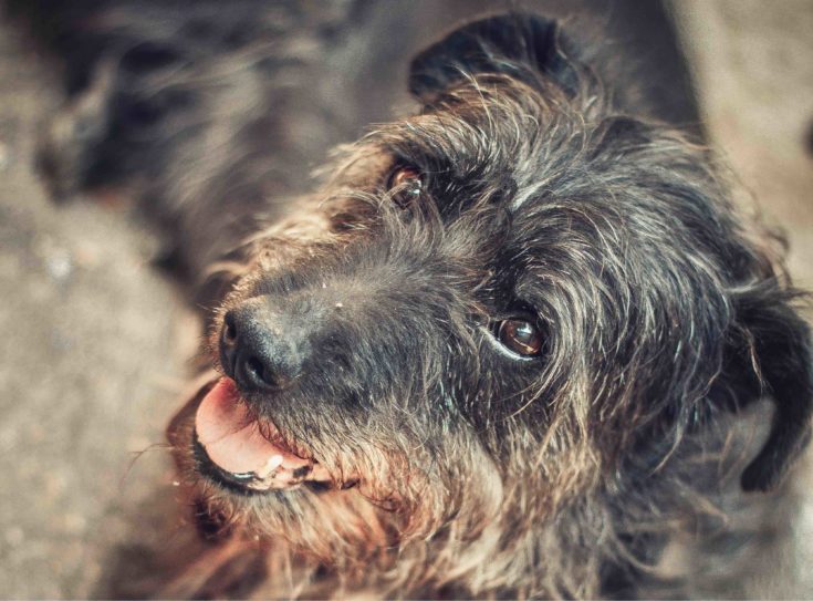 Doodleman Pinscher (Doberman Pinscher & Poodle Mix): Info, Pictures, Facts
