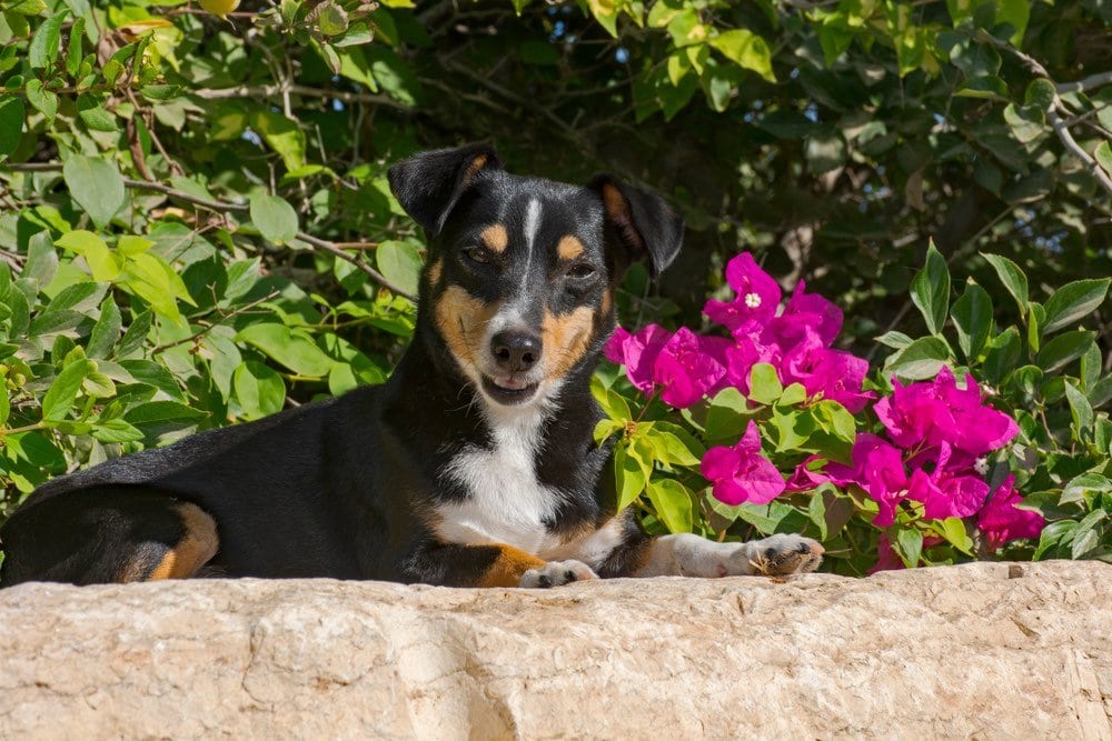 Doxie Pin (Miniature Pinscher & Dachshund Mix): Info, Pictures, Characteristics & Facts