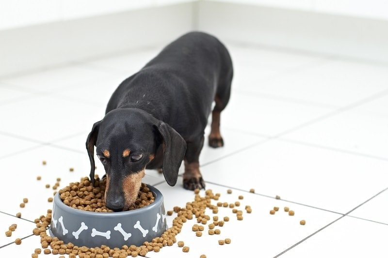 How Much to Feed a Dachshund? Feeding Chart & FAQ