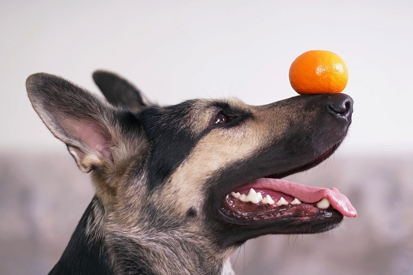 25 Fun & Easy Tricks to Teach Your Dog (Explained With Videos)