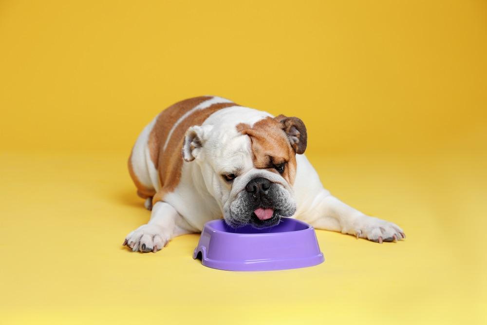 9 Best Dog Foods for English Bulldogs in 2026 - Reviews & Top Picks