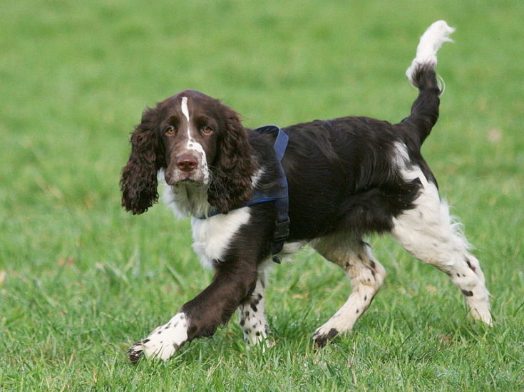 20 Dog Breeds With High Prey Drives