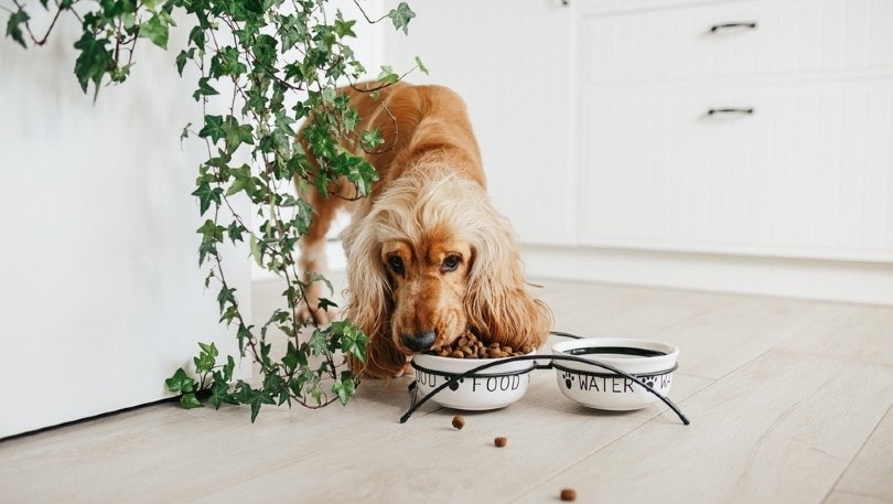 8 Best Ceramic Dog Bowls in 2026 - Reviews & Top Picks