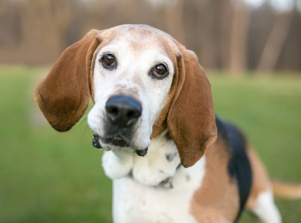 English foxhound tilted head