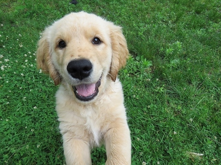 How to Bond With Your Puppy: 10 Vet-Reviewed Ways