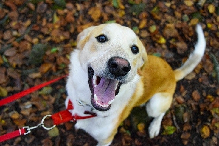 How to Stop Excitement or Submissive Urination in Dogs: 10 Methods
