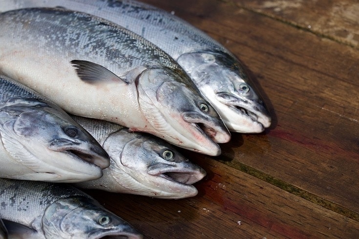 Can Dogs Eat Raw Fish? Vet-Reviewed Facts & Safety Guide