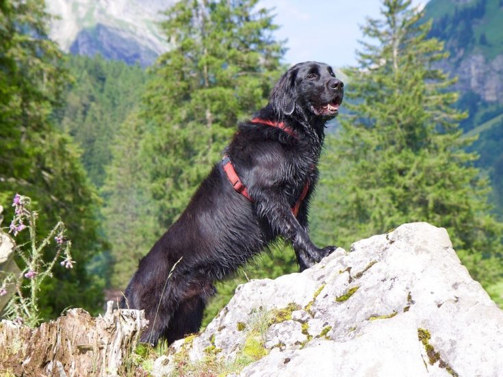 100+ Hiking Dog Names: Ideas for Brisk & Outdoorsy Dogs