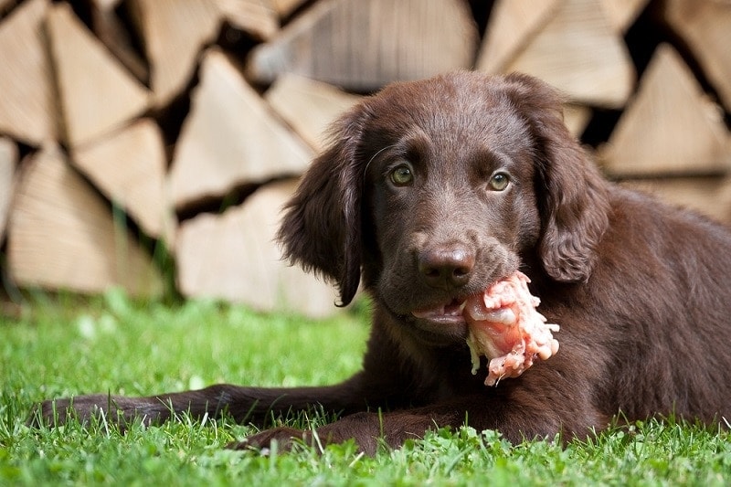 Which Is the Best Meat for Your Dog? (18 Types of Meat Analyzed)