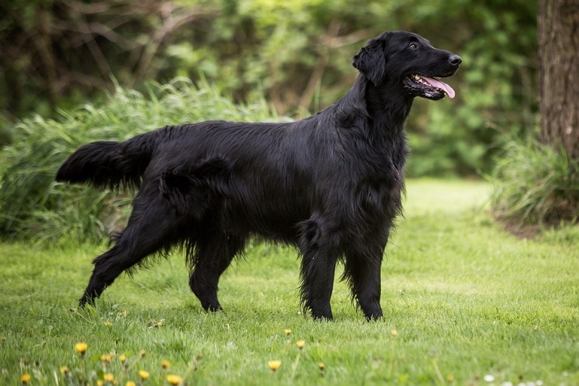 Flat coated retriever dog in the garden_kimkuehke_shutterstock