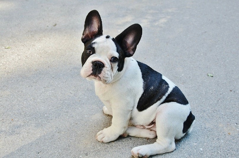 Are French Bulldogs Hypoallergenic? Facts & Tips
