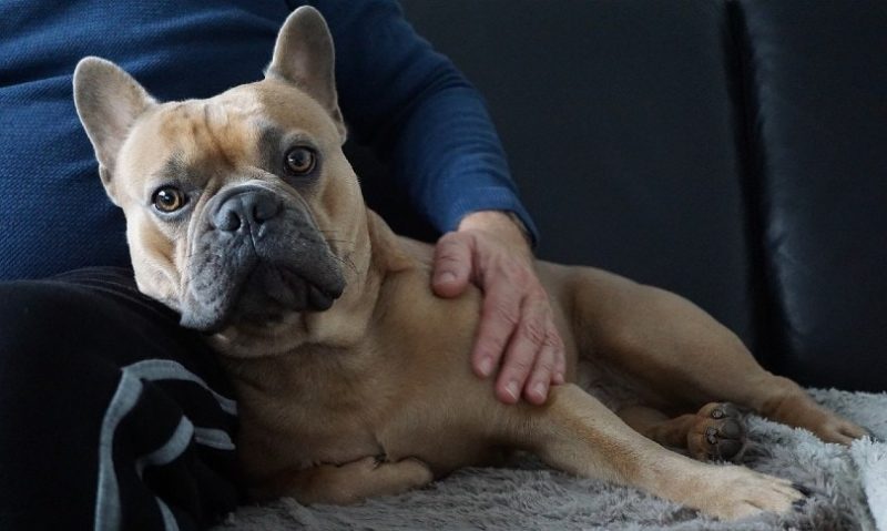 Should I Make My Dog Throw Up? Our Vet Explains