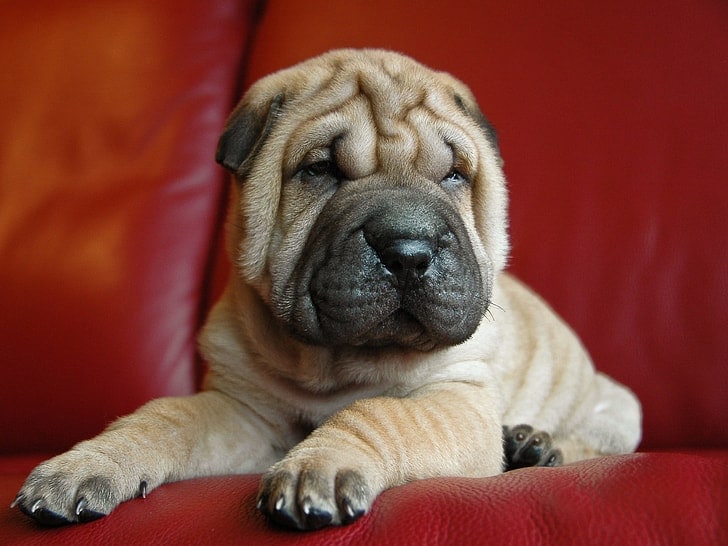 Frenchie-Pei (French Bulldog & Chinese Shar-Pei Mix): Info, Pictures, Characteristics & Facts