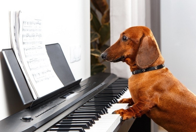 Does Classical Music Help Calm Dogs? Vet Reviewed Benefits