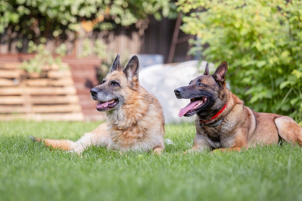 German Shepherd & Belgian Malinois Mix (German Malinois): Info, Pictures, Care & More