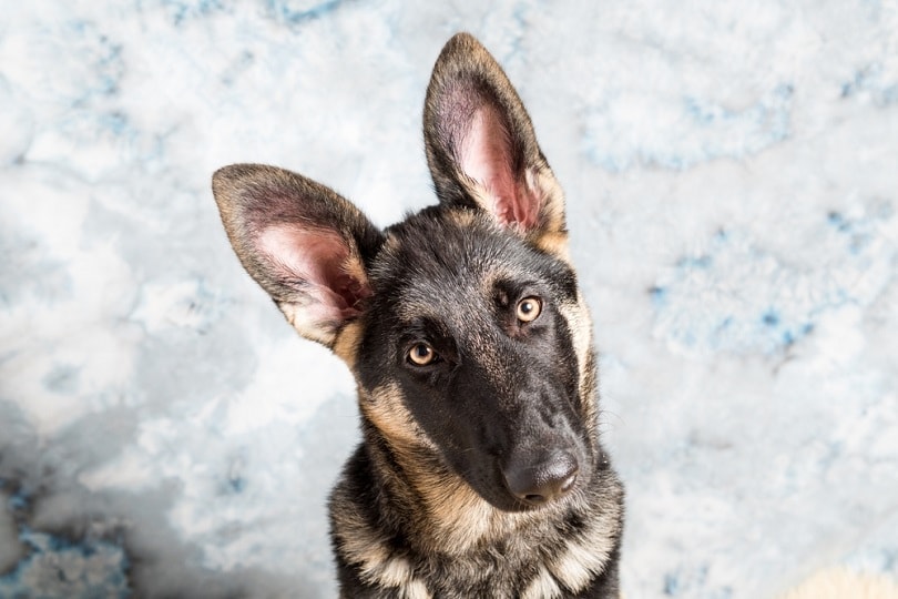 Why Do German Shepherds Tilt Their Heads? 6 Potential Reasons