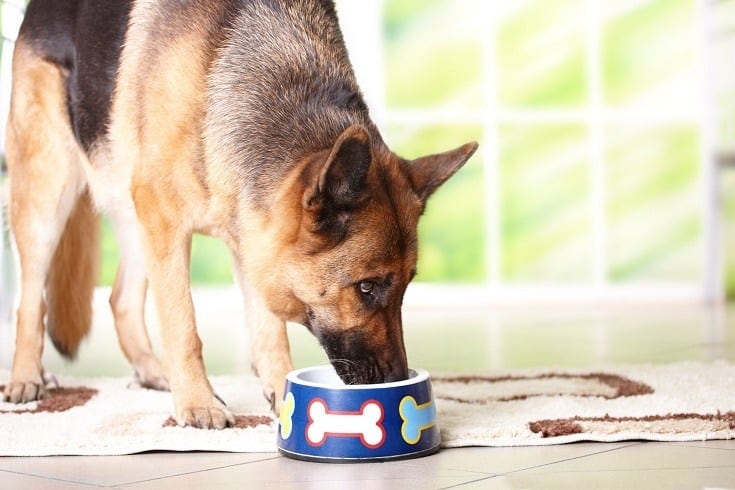 7 Best Dog Bowls for German Shepherds in 2026: Reviews & Top Picks