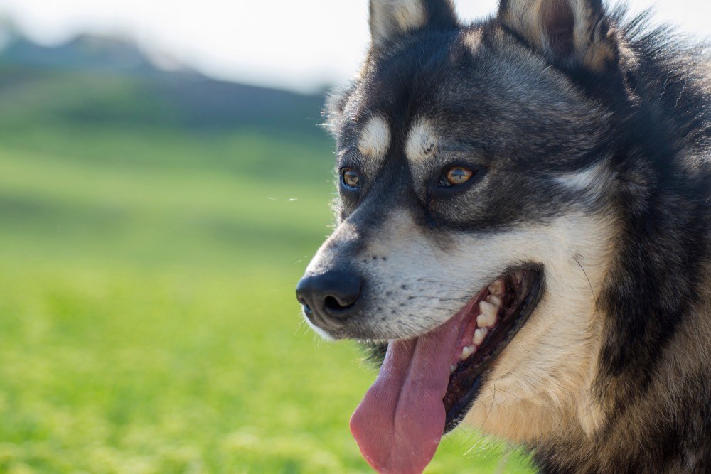Gerberian Shepsky (German Shepherd & Siberian Husky Mix): Info, Pictures & More