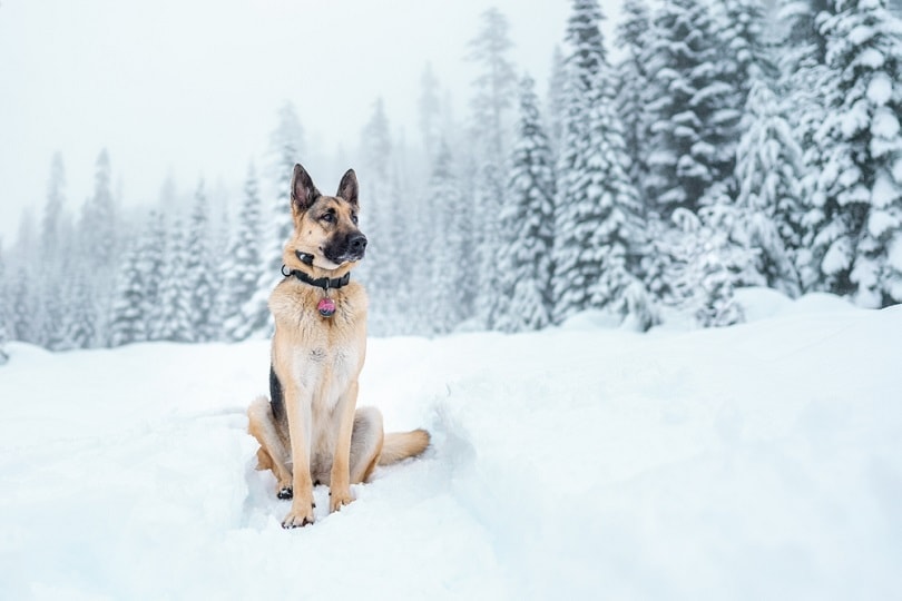 21 Dog Breeds That Thrive in Cold Weather & Snow (With Info & Pictures)