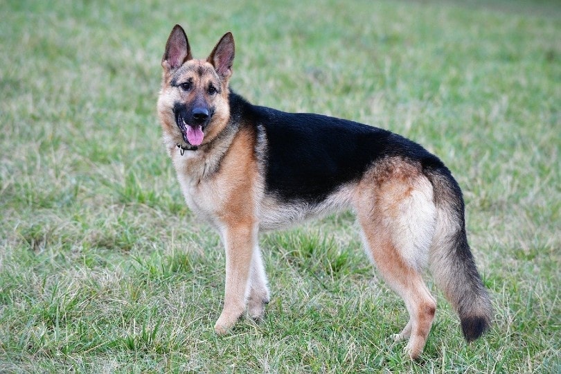 3 Common Vet-Reviewed German Shepherd Tail Problems You Should Know About