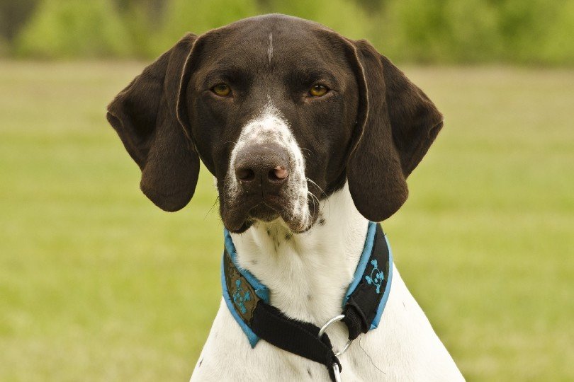5 Types of Pointer Dog Breeds & Their Differences (With Info & Pictures)