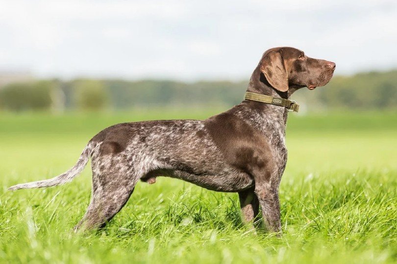 How Much Does a German Shorthaired Pointer Cost? (2026 Price Guide)