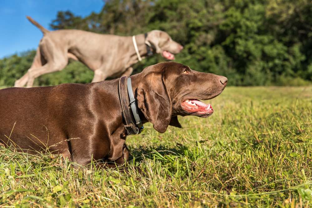 German Pointeraner (German Shorthaired Pointer & Weimaraner Mix): Info, Pictures, Care & More