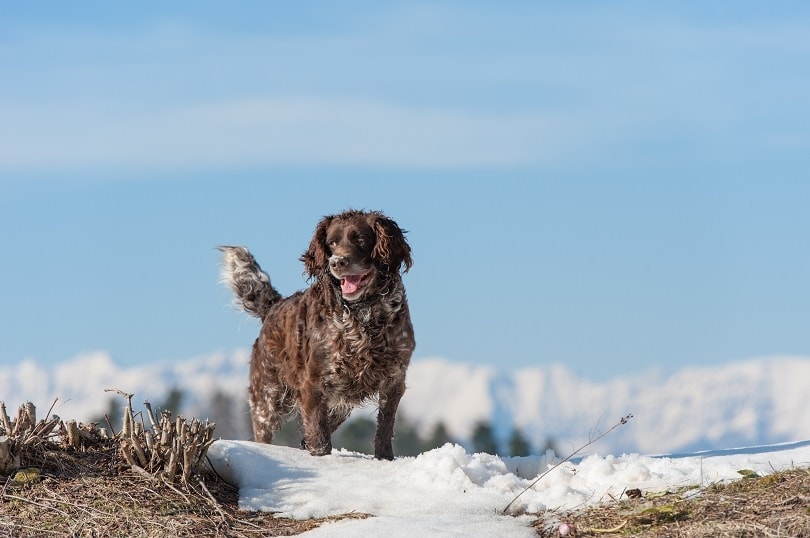 German Spaniel (Deutscher Wachtelhund): Info, Pictures, Characteristics & Facts