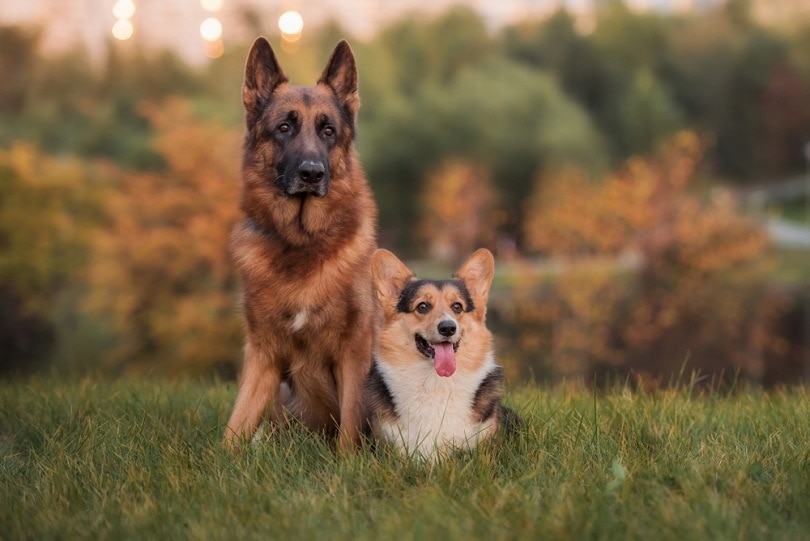 Corman (German Shepherd Corgi Mix): Info, Pictures, Characteristics & More
