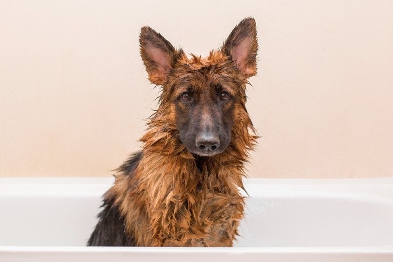 Why Do Dogs Hate Baths? 5 Possible Reasons & Helpful Tips